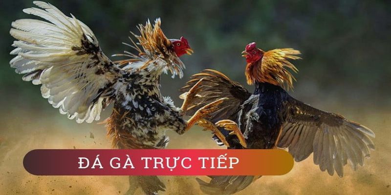 Tổng quan về trang web của công ty game Vn6 - Vn6