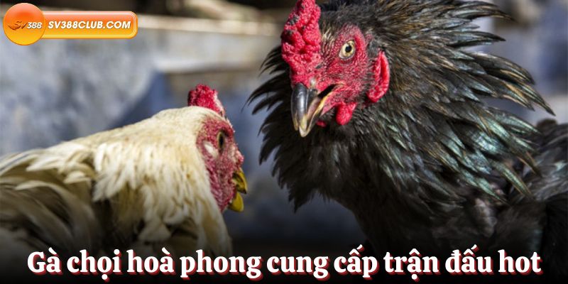 King33 - Một trang web bóng đá hấp dẫn - King33